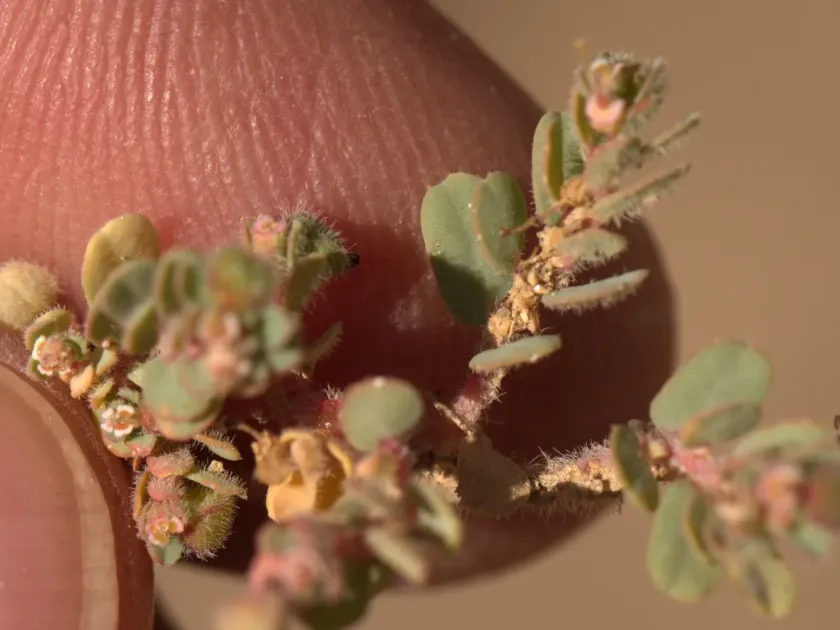 Granulated spurge