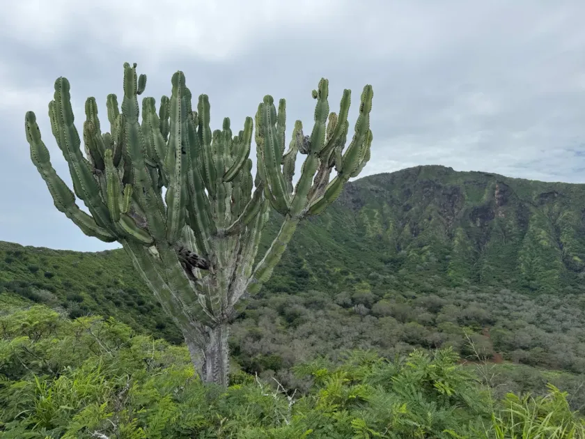 Candelabra tree