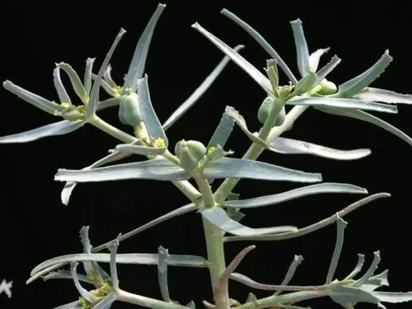 Euphorbia isthmia