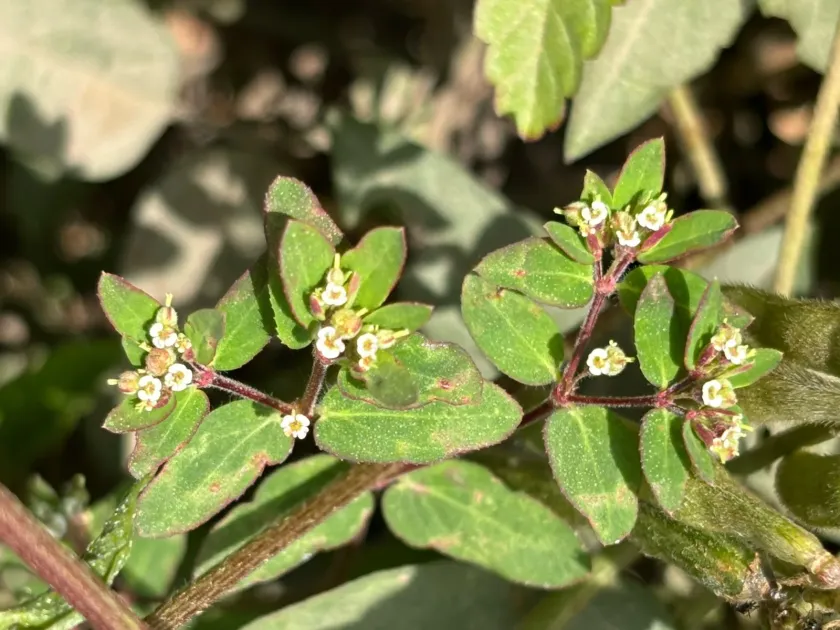 Hairy-fruited spurge