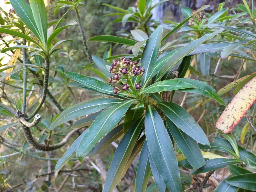 Honey spurge