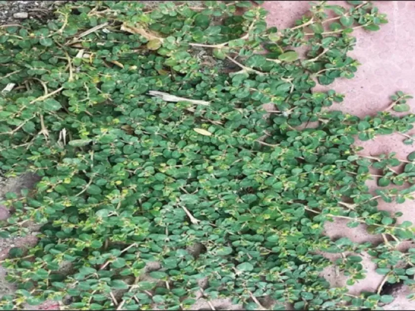 Euphorbia heyneana