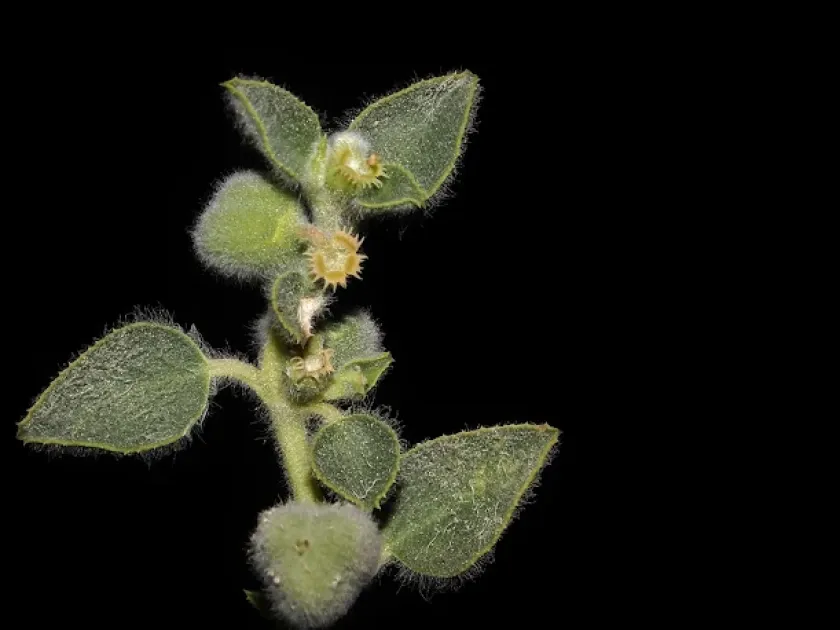 Euphorbia petiolata