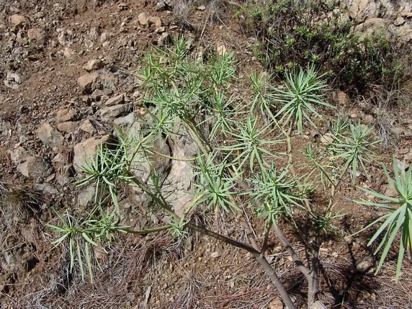 King Juba's spurge