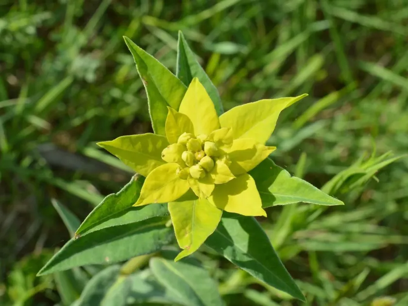 Willow-leaved spurge