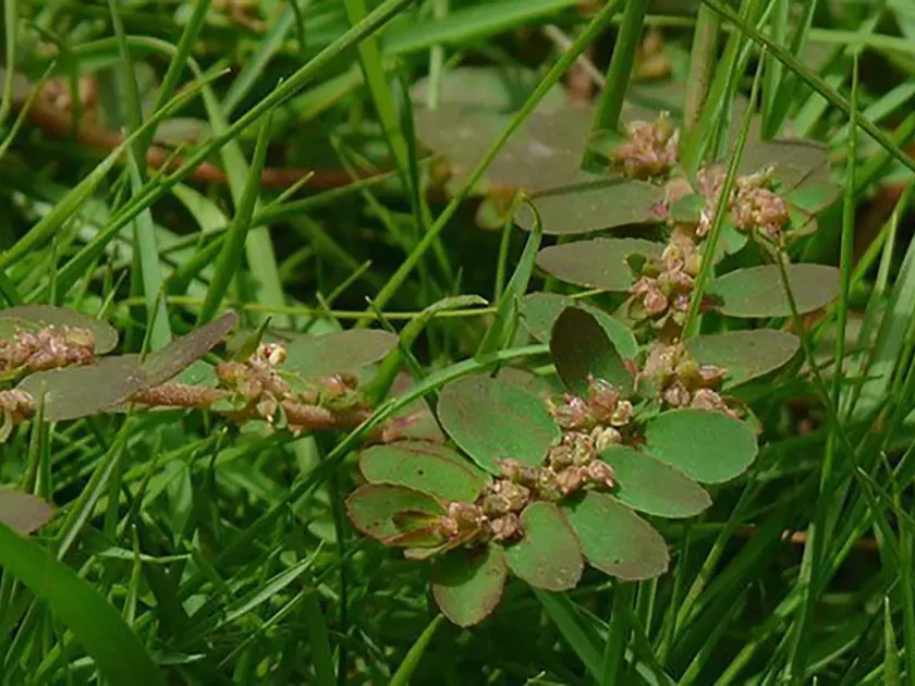 Scordifolia spurge
