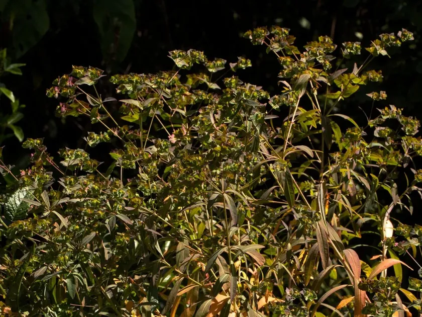 Schimper's Spurge