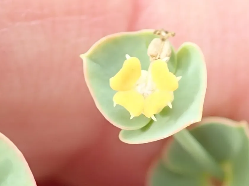 Euphorbia striata