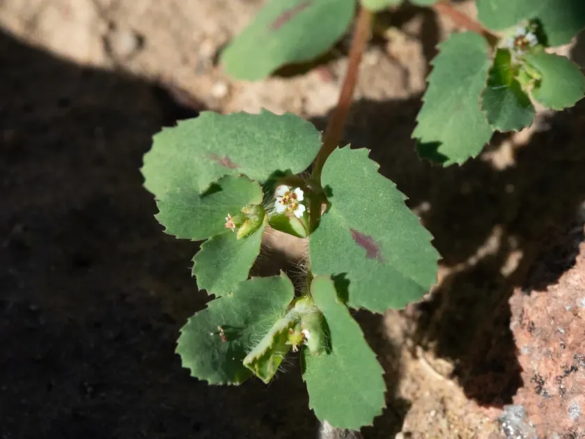 Euphorbia serrula