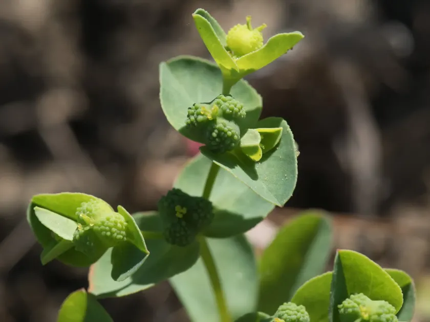 Bluntleaf spurge
