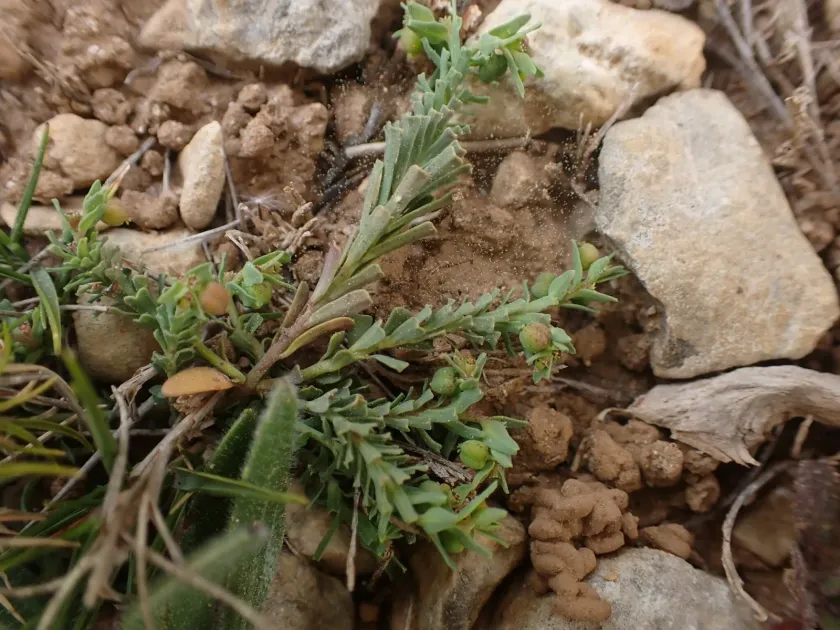 Furrowed spurge