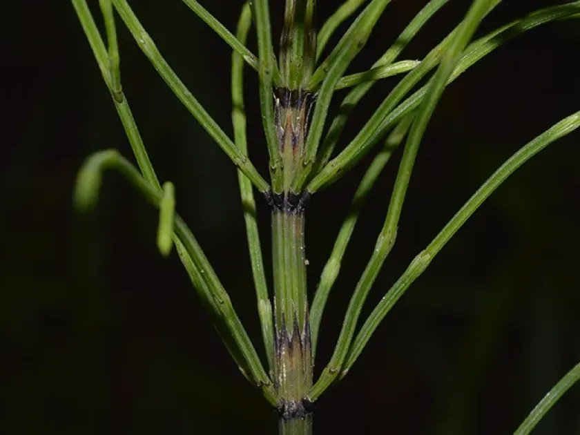 Spreading horsetail