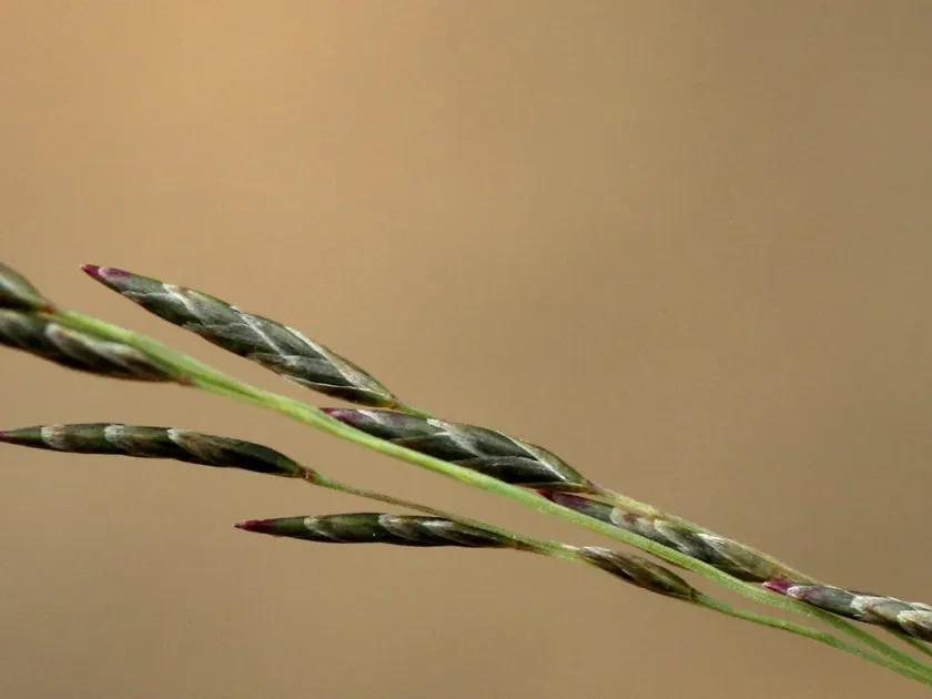 Eragrostis aethiopica