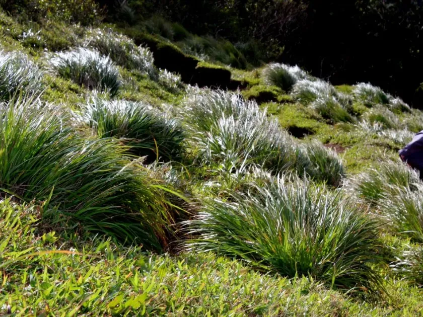 Berger's lovegrass