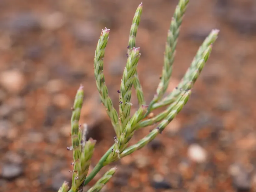 Eragrostis dielsii