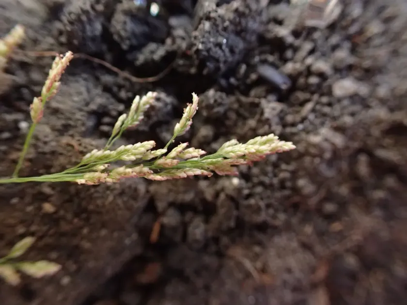 Elegant lovegrass