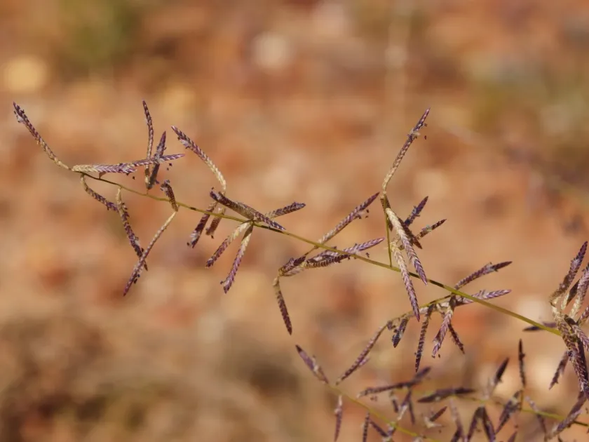 Woollybutt grass
