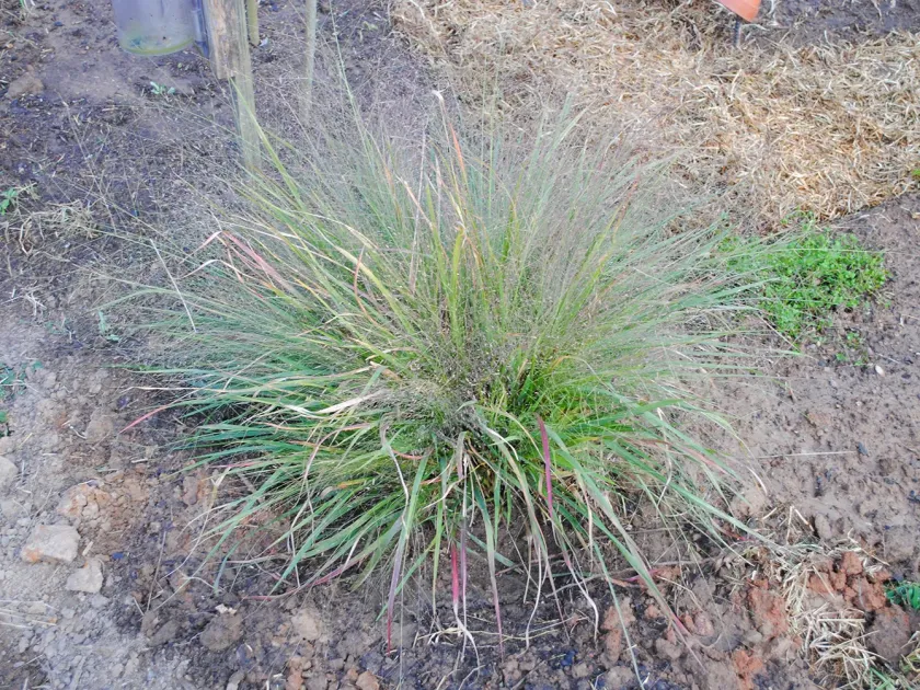 Eragrostis erosa
