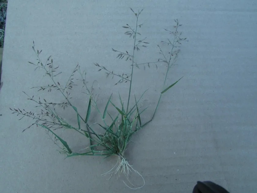 Mexican lovegrass