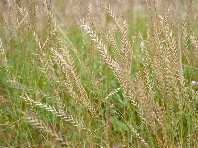 Eragrostis nardoides