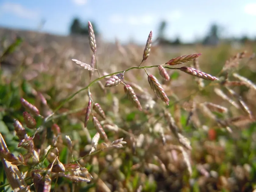 Eragrostis nutans