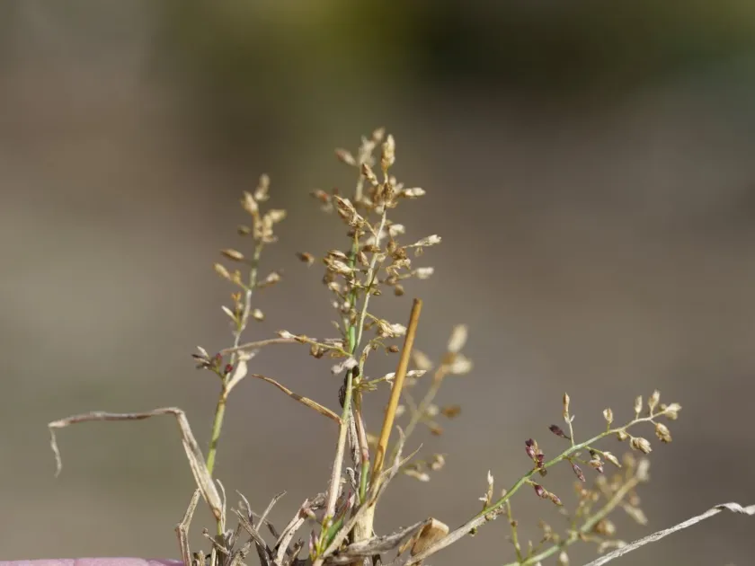 Eragrostis minor