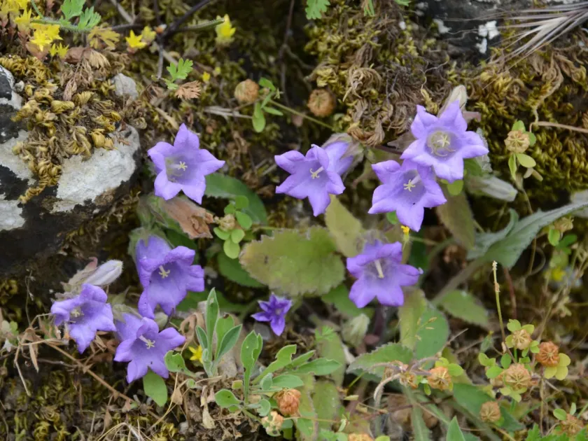Tubular bellflower