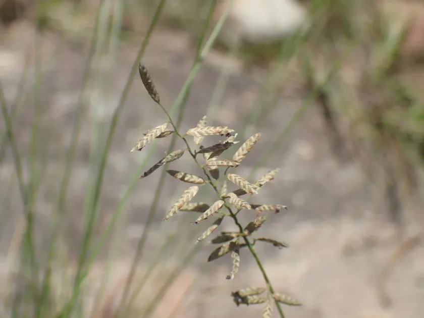 Eragrostis racemosa