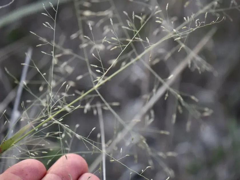 Creeping lovegrass