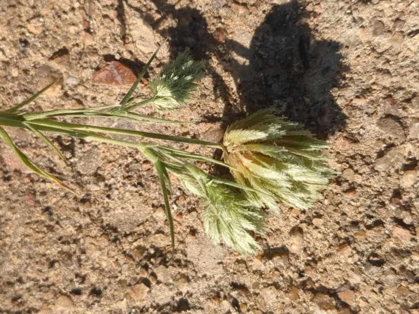 Creeping lovegrass