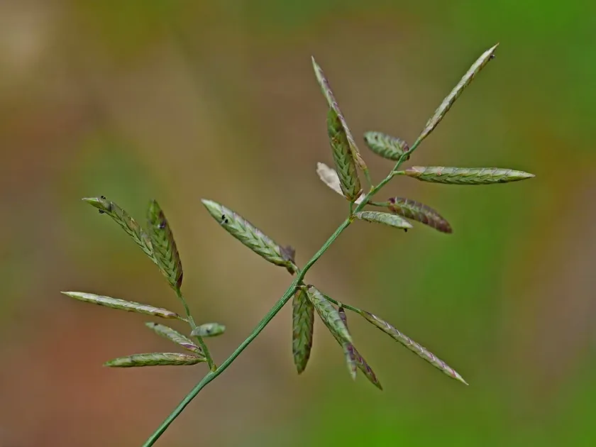 Eragrostis cumingii
