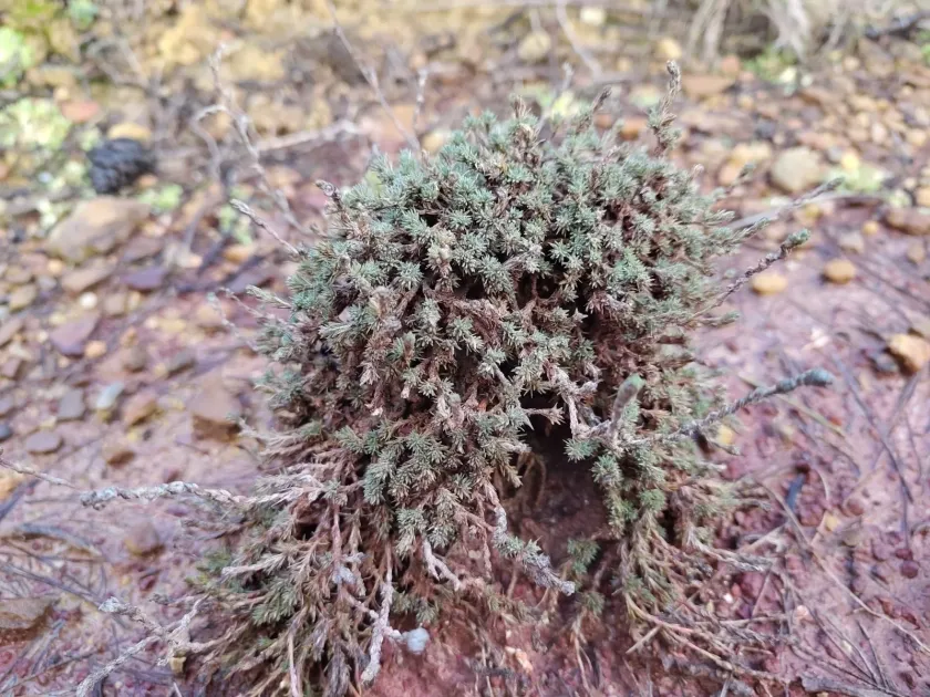 Камфоросма