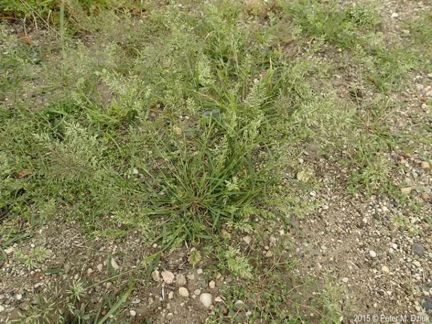 Ceylon lovegrass