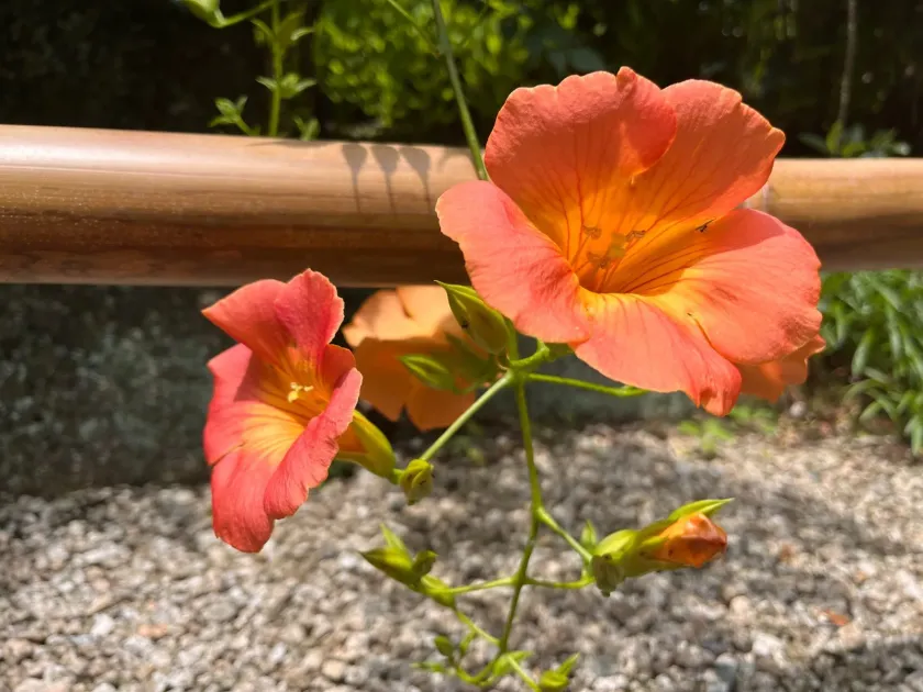 Chinese trumpet vine