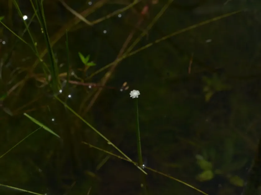 Eriocaulon cuspidatum
