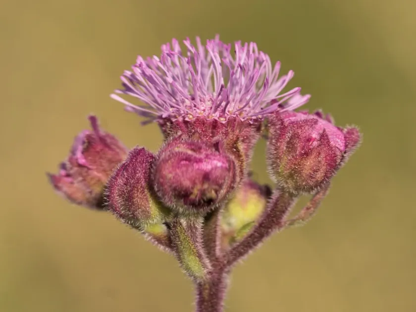 Eupatorium macrocephalum