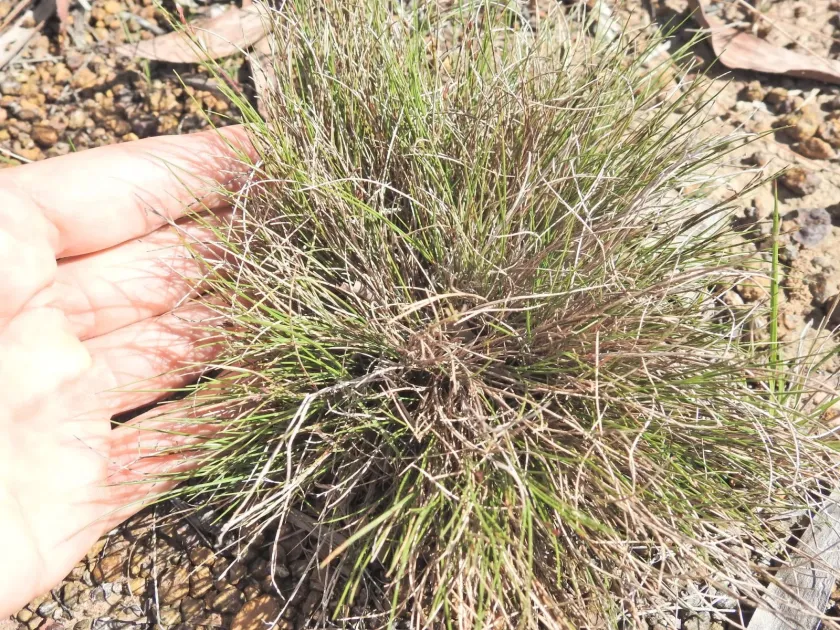 Eriachne glabrata