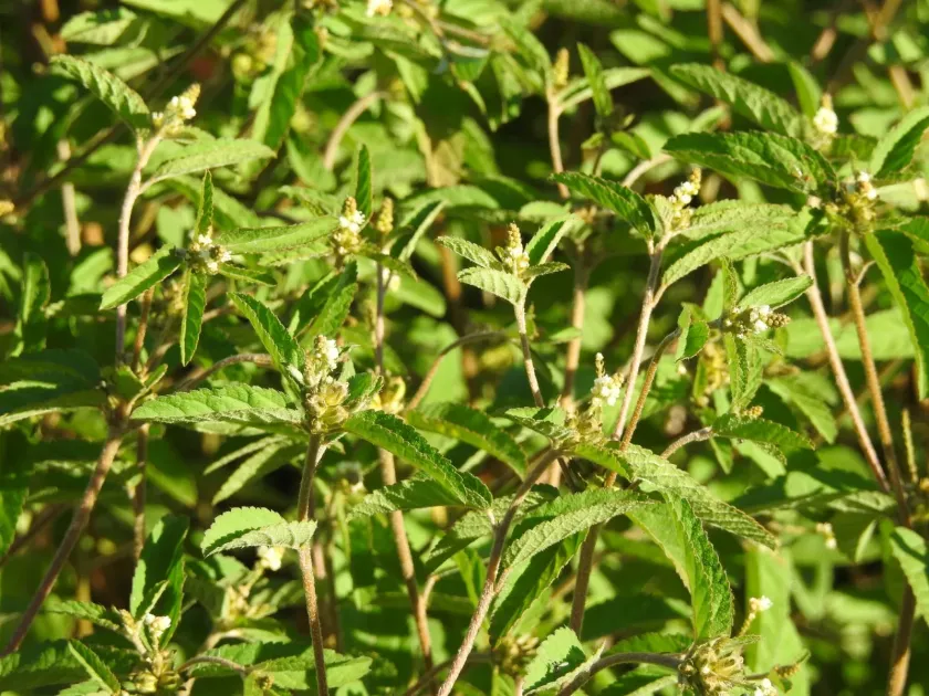 Eremocarpus setigerus