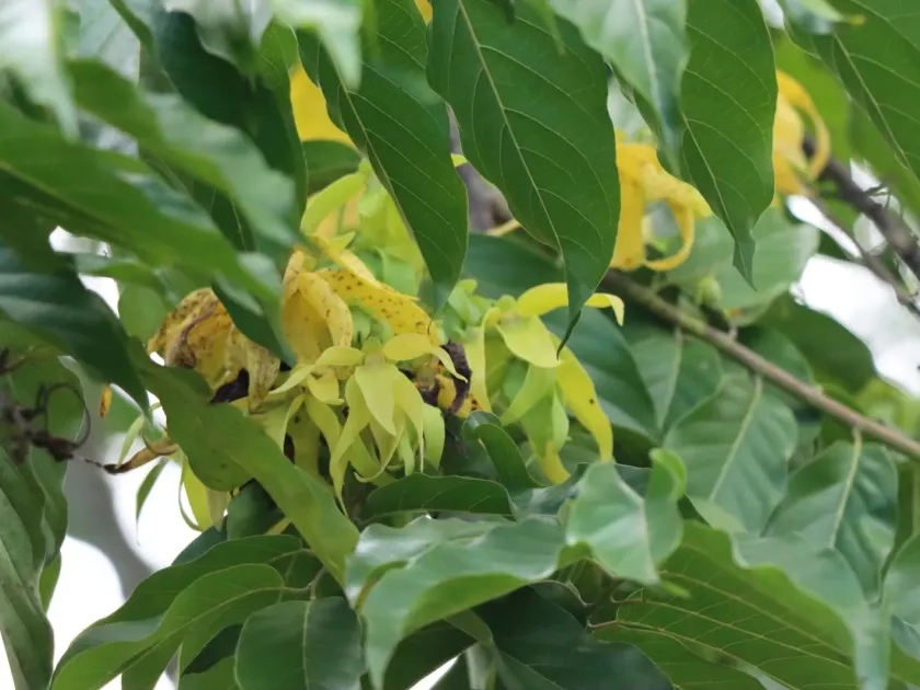 Ylang-ylang