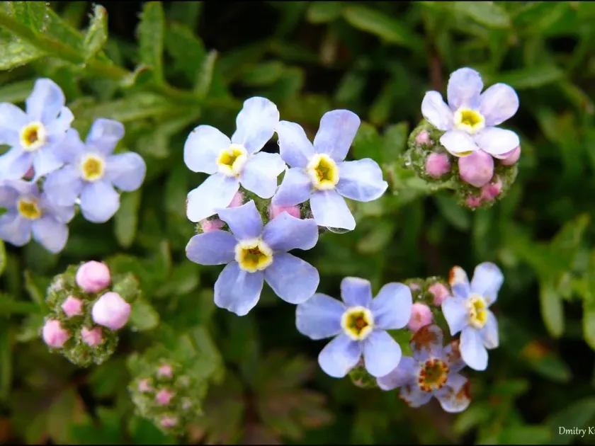 Eritrichium nipponicum