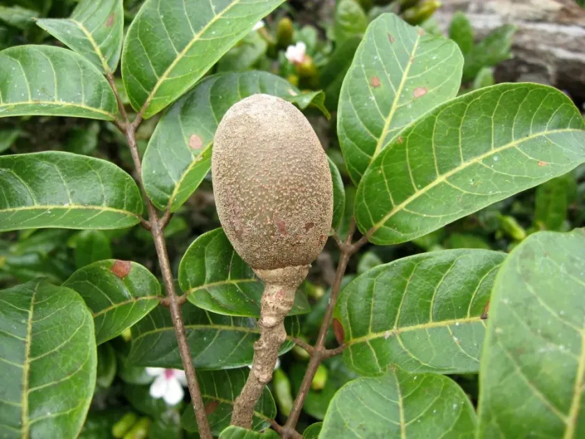 Canarium madagascariense