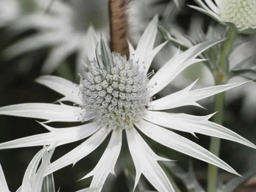 Eryngium heterophyllum