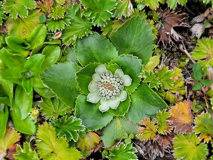 Eryngium humile