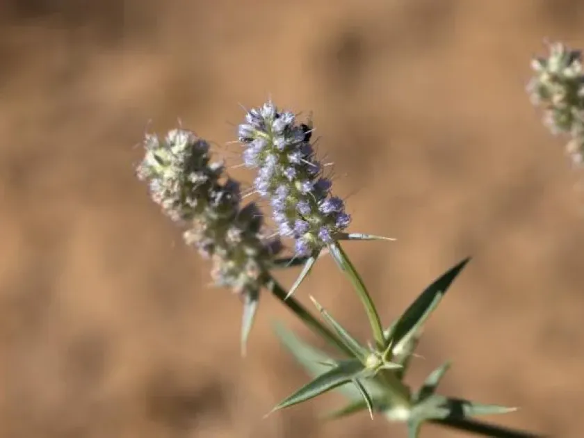Eryngium plantagineum