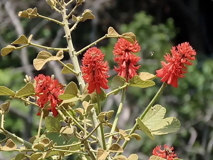 Erythrina abyssinica