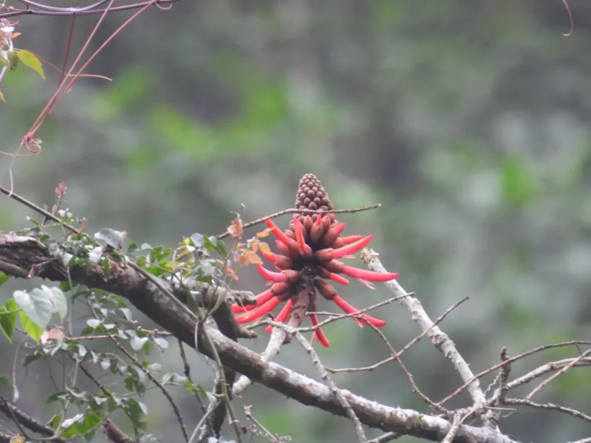 American coral tree