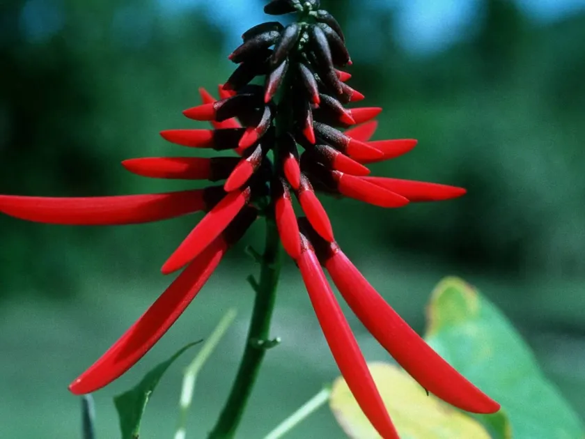 Coral tree