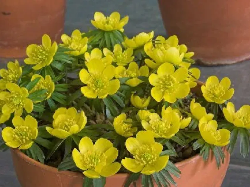 Winter Aconite