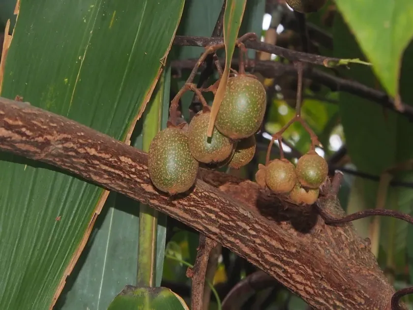 Fairchild actinidia