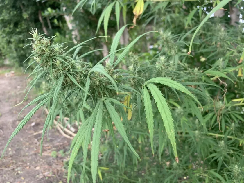 Hemp